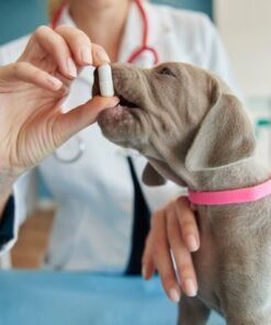 Farmacia Perro